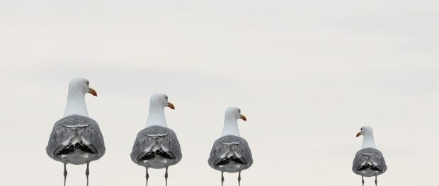 gulls-2662550_1920